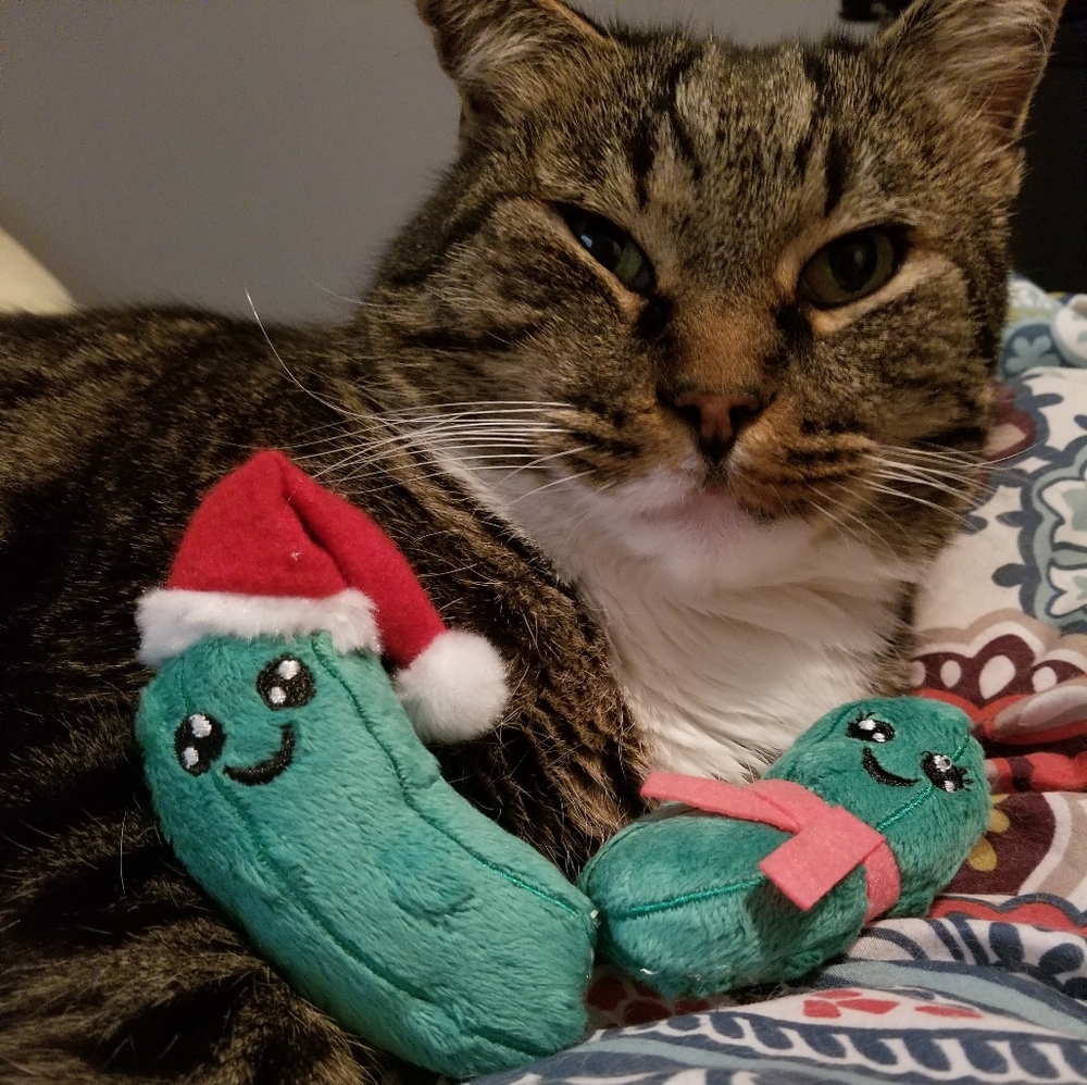 😻 Meet Your Posher's Cats! 😻 - Picture 16 of 16